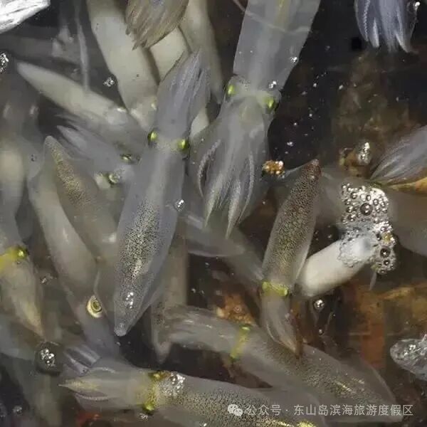 小管 小管
